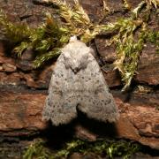 Hoplodrina respersa (Denis & Schiffermüller, 1775) - Noctuelle arrosée