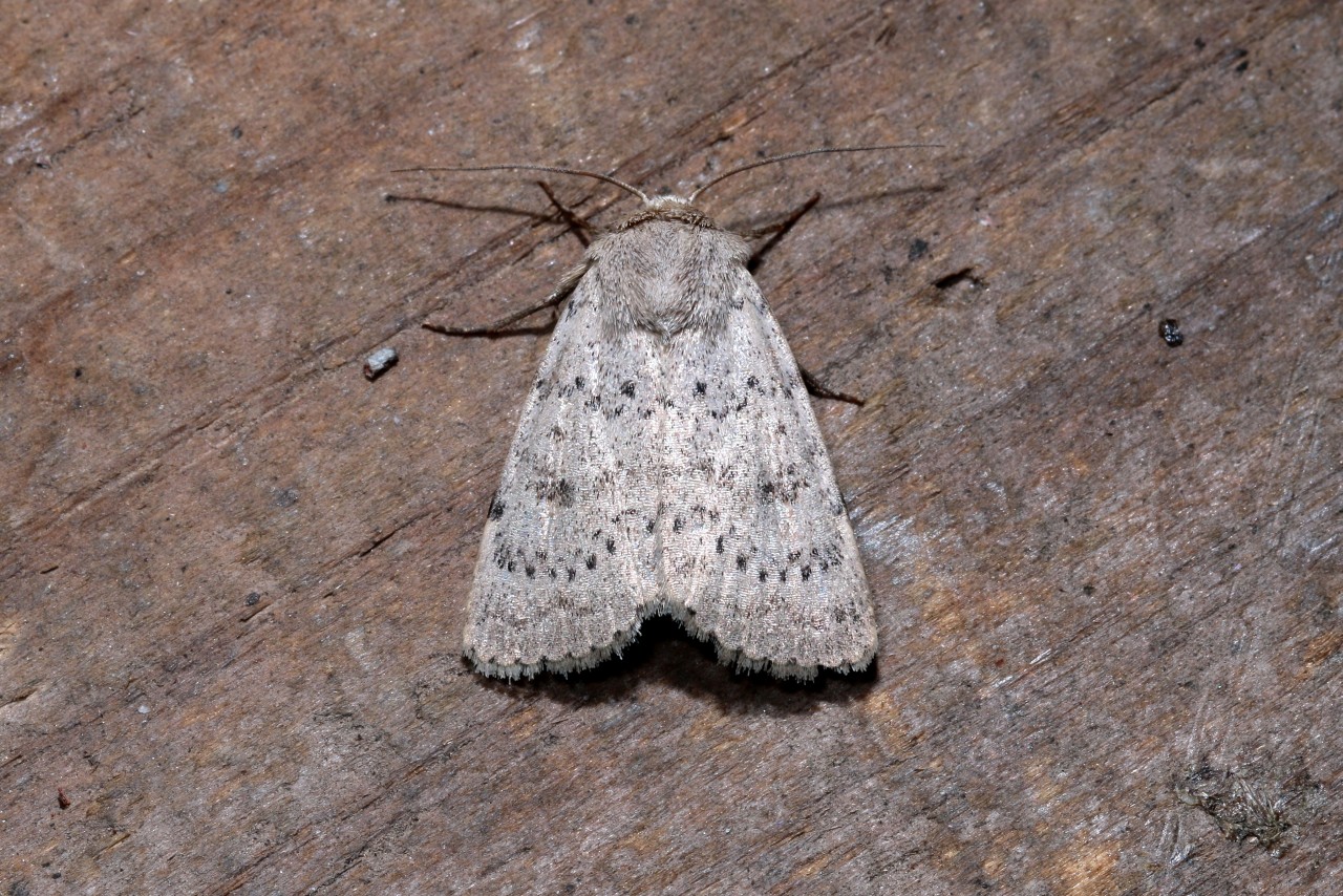 Hoplodrina respersa (Denis & Schiffermüller, 1775) - Noctuelle arrosée