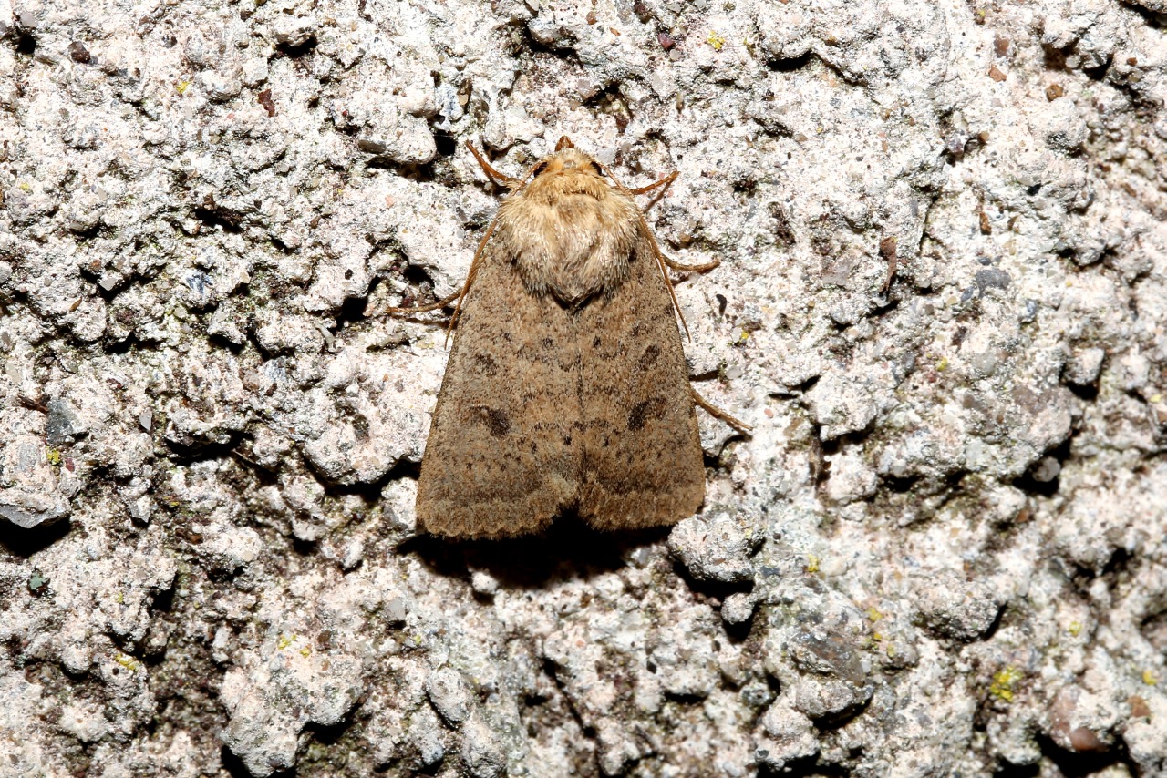 Hoplodrina superstes (Ochsenheimer, 1816) - Caradrine de la Surelle, Noctuelle flatteuse