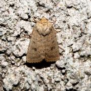 Hoplodrina superstes (Ochsenheimer, 1816) - Caradrine de la Surelle, Noctuelle flatteuse