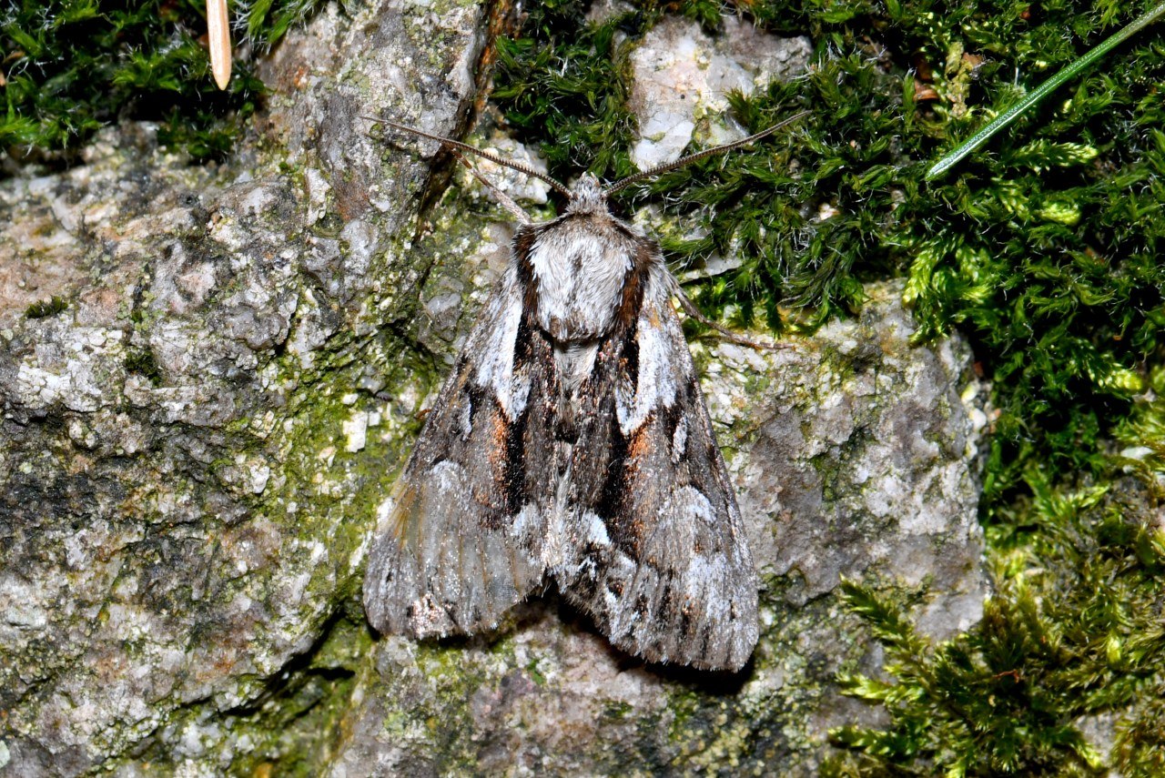 Hyppa rectilinea (Esper, 1788) - Noctuelle saxonne