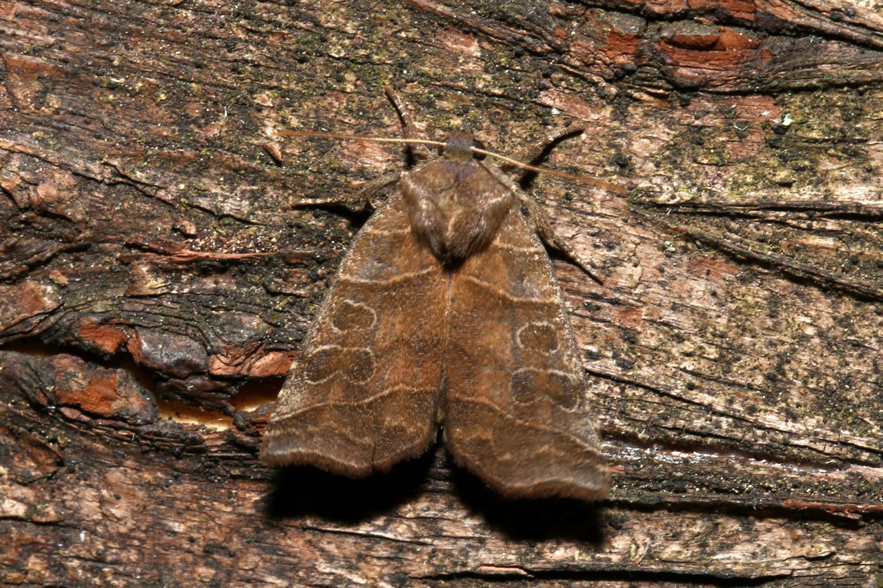 Ipimorpha retusa (Linnaeus, 1760) - Cosmie rétuse