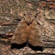 Ipimorpha retusa (Linnaeus, 1760) - Cosmie rétuse