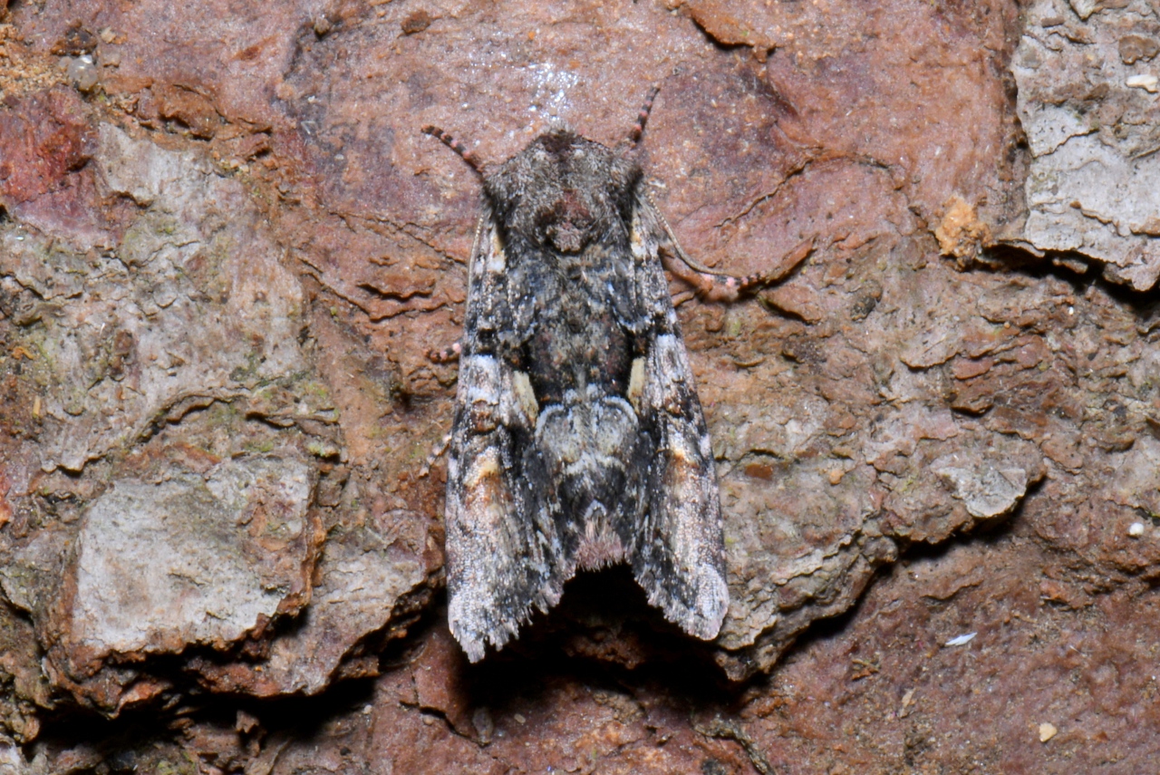 Lacanobia contigua (Denis & Schiffermüller, 1775) - Noctuelle contiguë