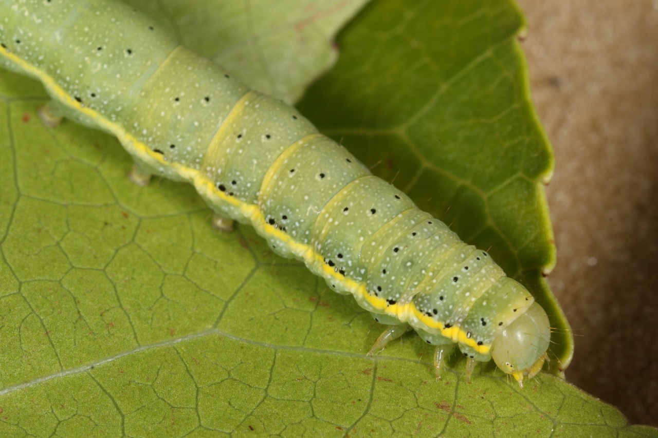 Lacanobia oleracea (Linnaeus, 1758) - Noctuelle des potagers, Potagère (chenille)