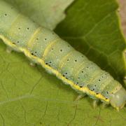 Lacanobia oleracea (Linnaeus, 1758) - Noctuelle des potagers, Potagère (chenille)