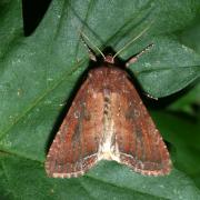 Lacanobia oleracea (Linnaeus, 1758) - Noctuelle des potagers, Potagère 