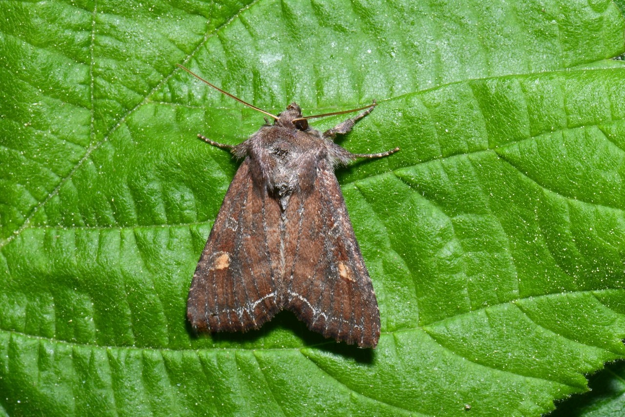 Lacanobia oleracea (Linnaeus, 1758) - Noctuelle des potagers, Potagère  