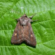 Lacanobia oleracea (Linnaeus, 1758) - Noctuelle des potagers, Potagère  