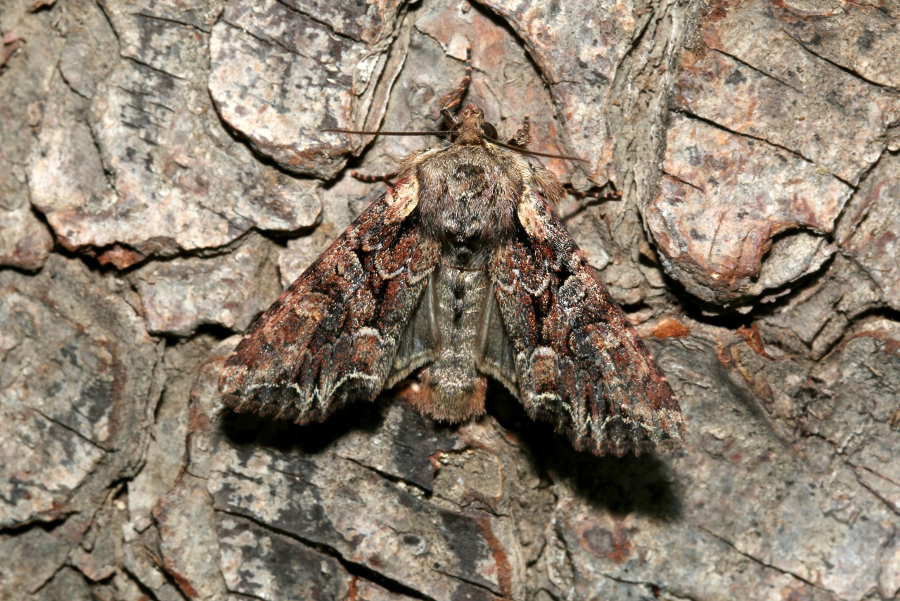 Lacanobia thalassina (Hufnagel, 1766) - Noctuelle thalassine