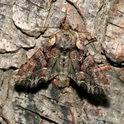 Lacanobia thalassina (Hufnagel, 1766) - Noctuelle thalassine