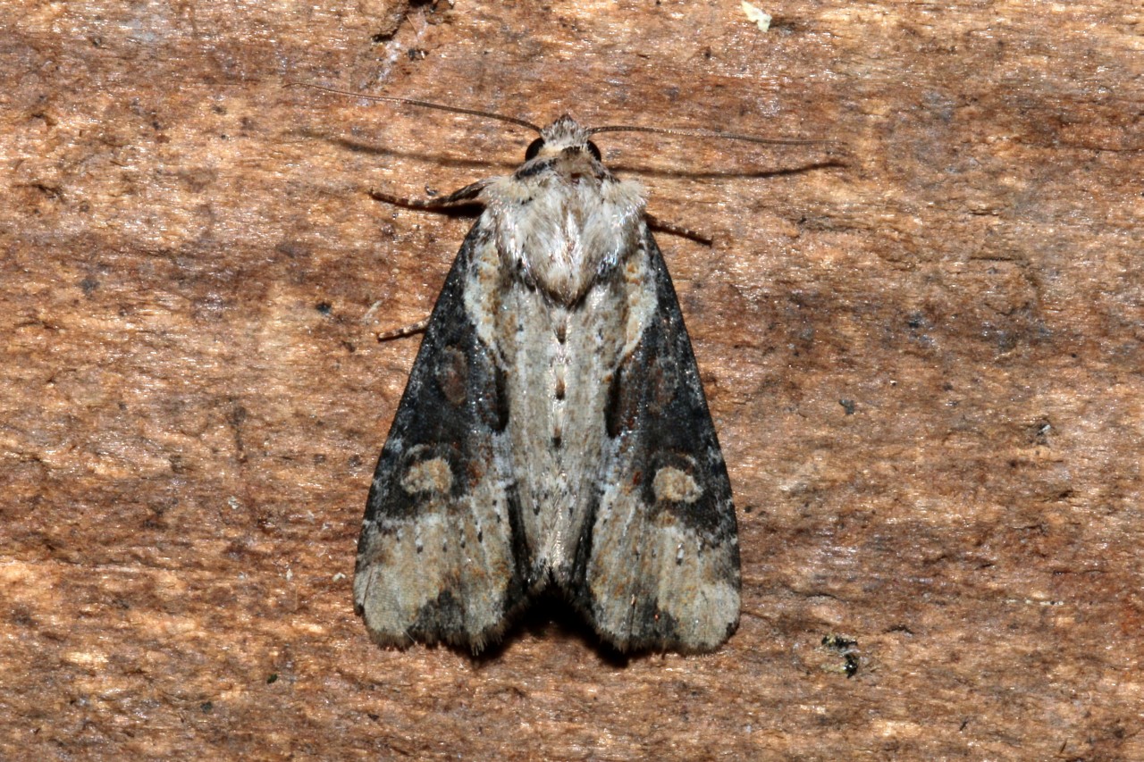 Lateroligia ophiogramma (Esper, 1794) - Noctuelle ophiogramme