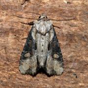 Lateroligia ophiogramma (Esper, 1794) - Noctuelle ophiogramme