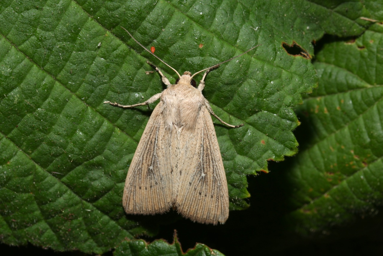 Leucania obsoleta (Hübner, 1803) - Leucanie obsolète