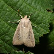 Leucania obsoleta (Hübner, 1803) - Leucanie obsolète