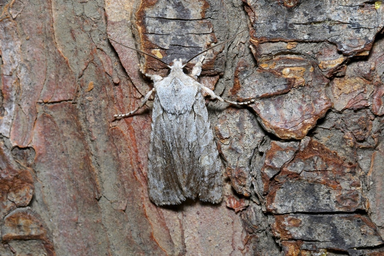 Lithophane ornitopus (Hufnagel, 1766) - Xyline du Chêne, Nébuleuse