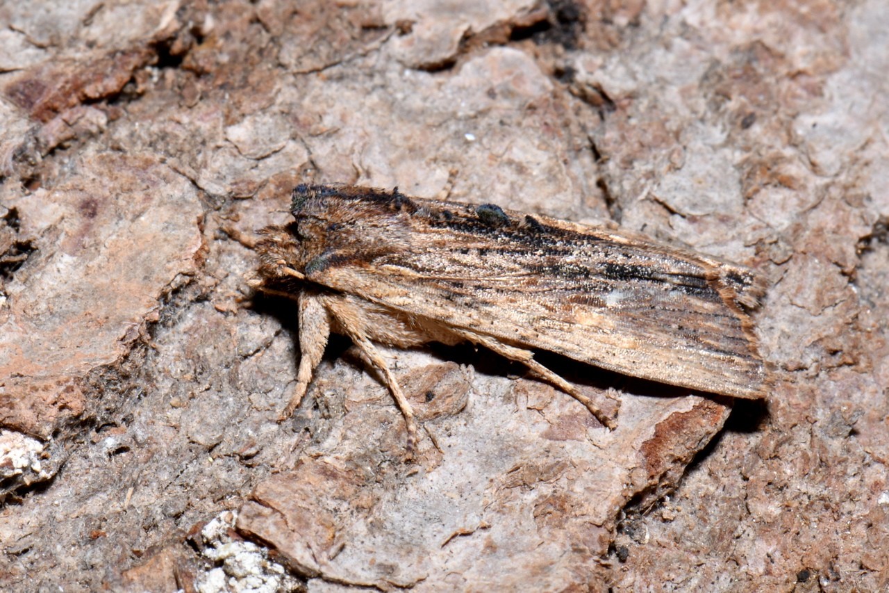 Lithophane semibrunnea (Haworth, 1809) - Xyline du Frêne