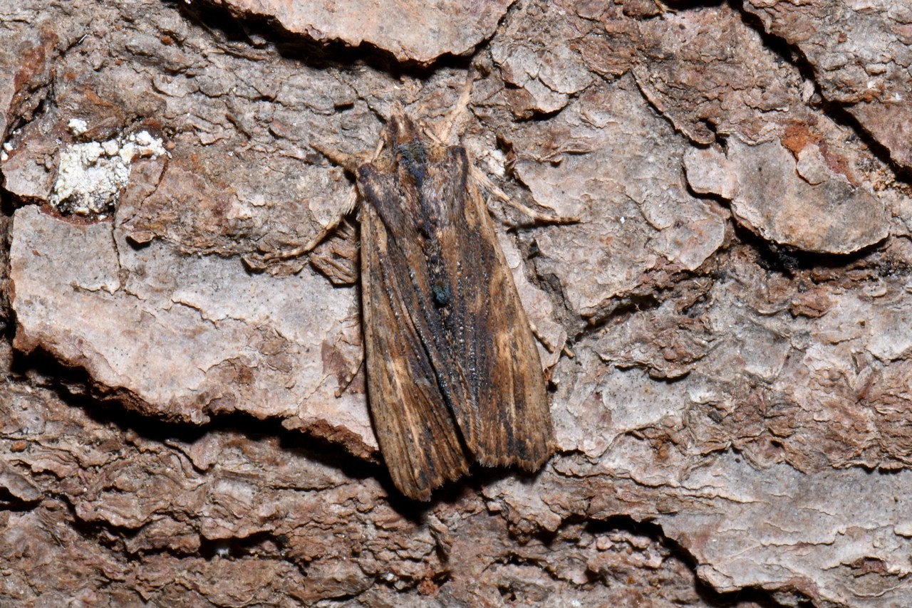 Lithophane semibrunnea (Haworth, 1809) - Xyline du Frêne