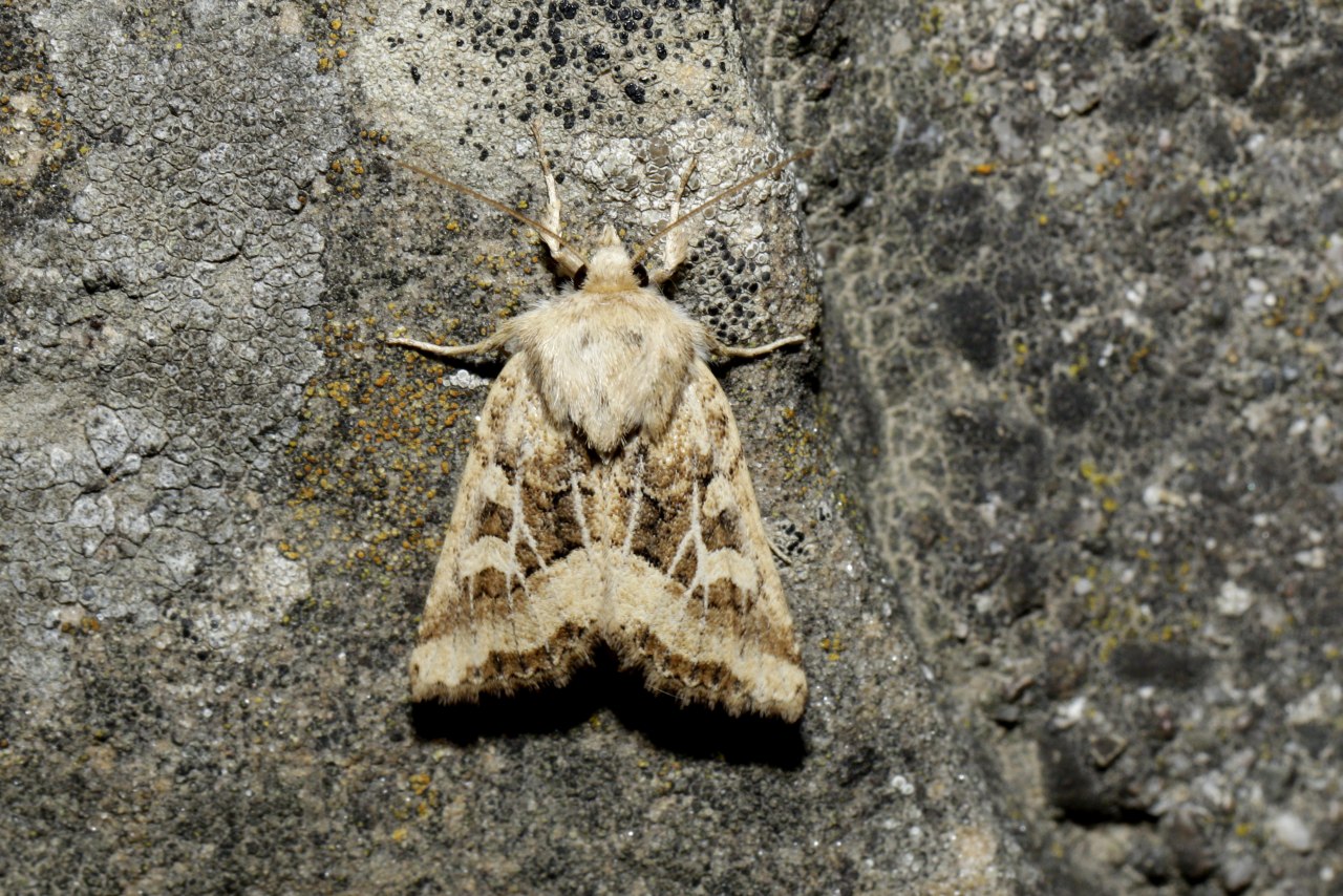 Luperina dumerilii (Duponchel, 1827) - Noctuelle de Duméril