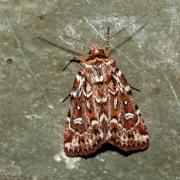 Lycophotia porphyrea (Denis & Schiffermüller, 1775) - Noctuelle porphyre, Ondulée