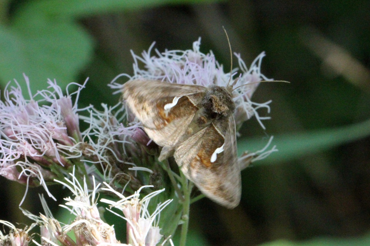 Macdunnoughia confusa (Stephens, 1850) - Confuse, Goutte d'argent