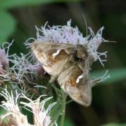 Macdunnoughia confusa (Stephens, 1850) - Confuse, Goutte d'argent