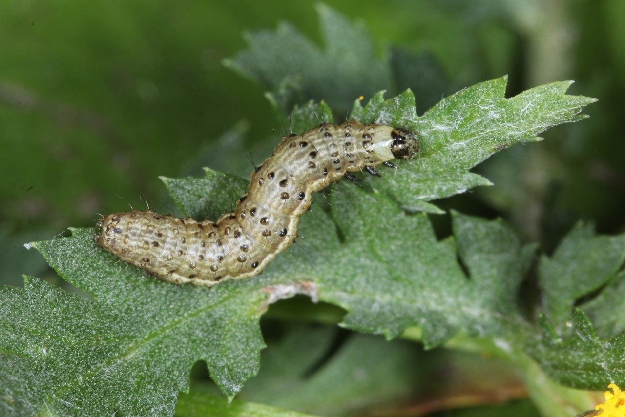 Macdunnoughia confusa (Stephens, 1850) - Confuse, Goutte d'argent (chenille)