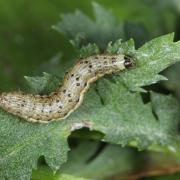 Macdunnoughia confusa (Stephens, 1850) - Confuse, Goutte d'argent (chenille)