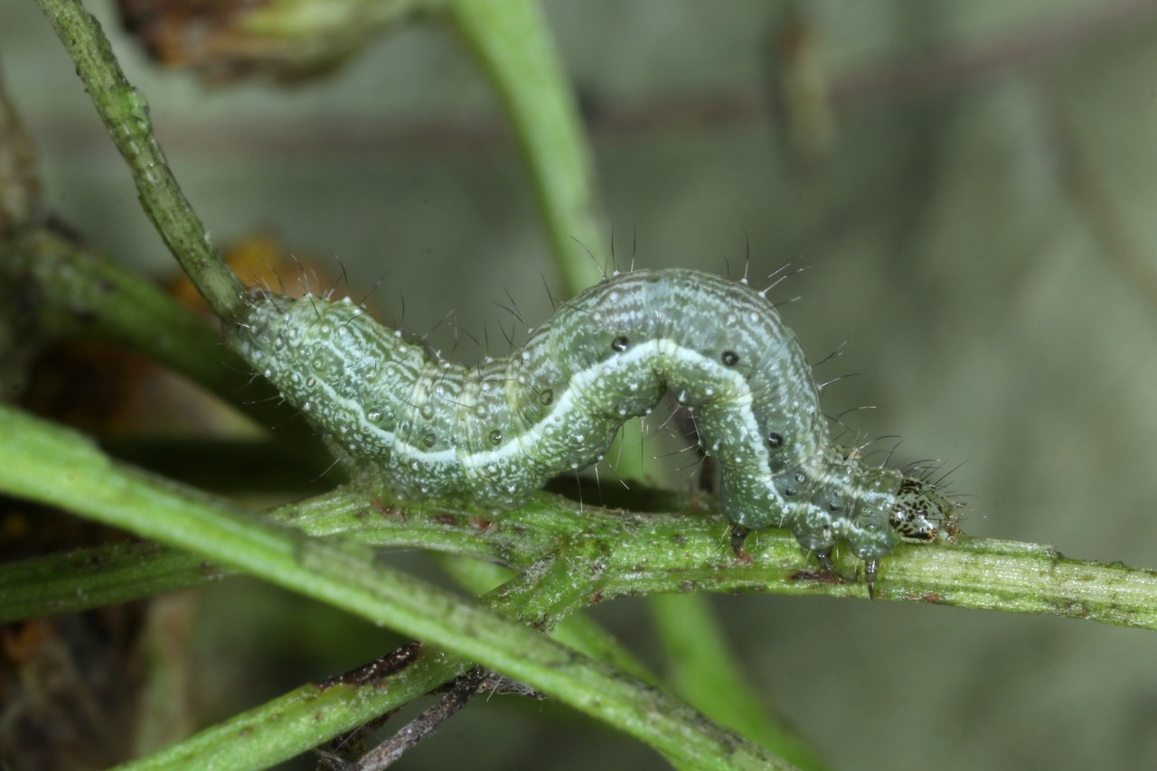 Macdunnoughia confusa (Stephens, 1850) - Confuse, Goutte d'argent (chenille stade 3)