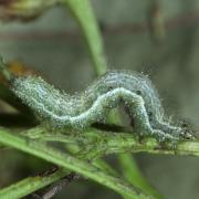 Macdunnoughia confusa (Stephens, 1850) - Confuse, Goutte d'argent (chenille stade 3)