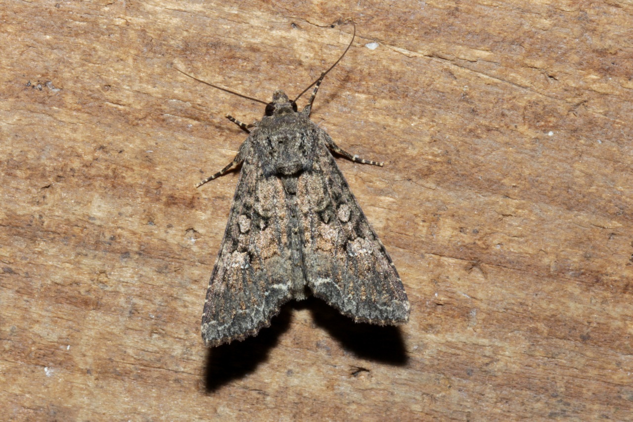 Mamestra brassicae (Linnaeus, 1758) - Brassicaire