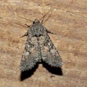 Mamestra brassicae (Linnaeus, 1758) - Brassicaire