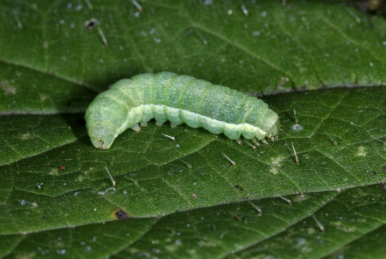 Mamestra brassicae (Linnaeus, 1758) - Brassicaire (chenille stade 2)