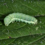 Mamestra brassicae (Linnaeus, 1758) - Brassicaire (chenille stade 2)