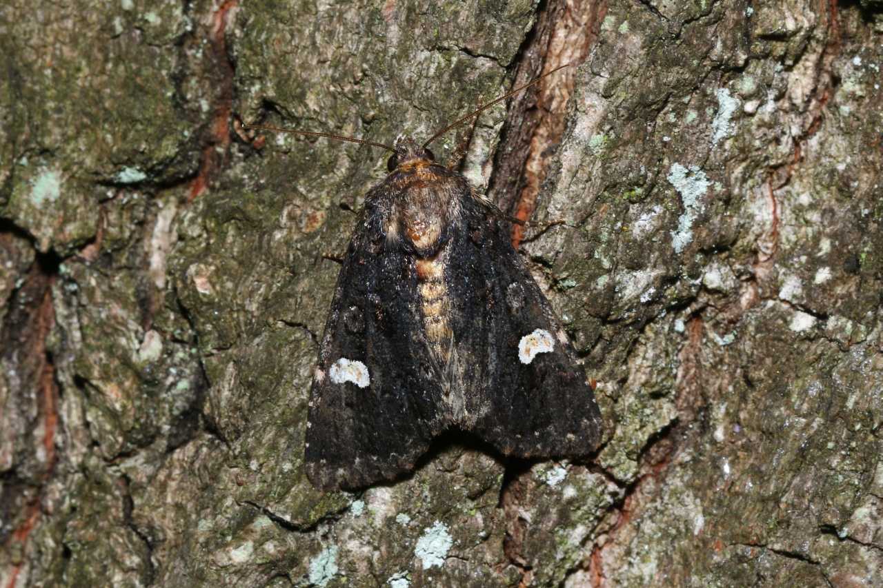 Melanchra persicariae (Linnaeus, 1760) - Noctuelle de la Persicaire, Polygonière