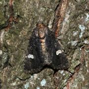 Melanchra persicariae (Linnaeus, 1760) - Noctuelle de la Persicaire, Polygonière