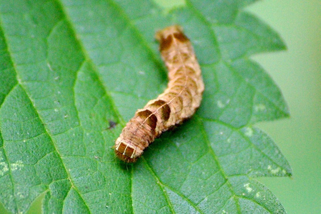 Melanchra persicariae (Linnaeus, 1760) - Noctuelle de la Persicaire (chenille)