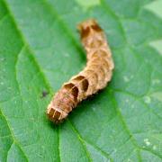 Melanchra persicariae (Linnaeus, 1760) - Noctuelle de la Persicaire (chenille)