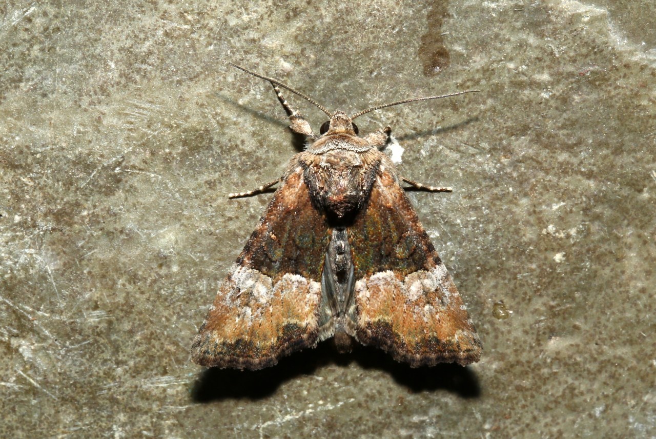 Mesoligia furuncula (Denis & Schiffermüller, 1775) - Noctuelle furoncule