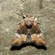 Mesoligia furuncula (Denis & Schiffermüller, 1775) - Noctuelle furoncule