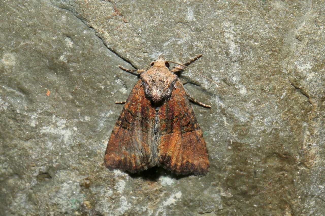 Mesoligia furuncula (Denis & Schiffermüller, 1775) - Noctuelle furoncule