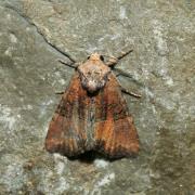 Mesoligia furuncula (Denis & Schiffermüller, 1775) - Noctuelle furoncule