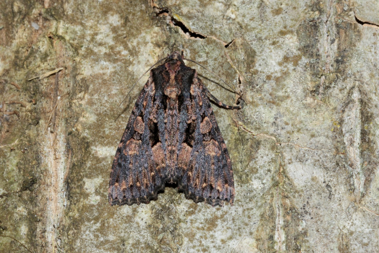 Mniotype satura (Denis & Schiffermüller, 1775) - Noctuelle saturée