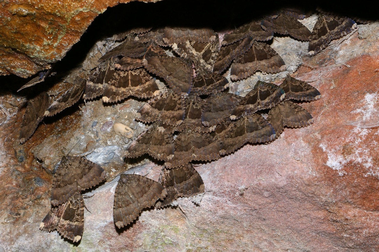 Mormo maura  (Linnaeus, 1758) - Maure, Lichénée des ponts, Crapaud (dortoir)