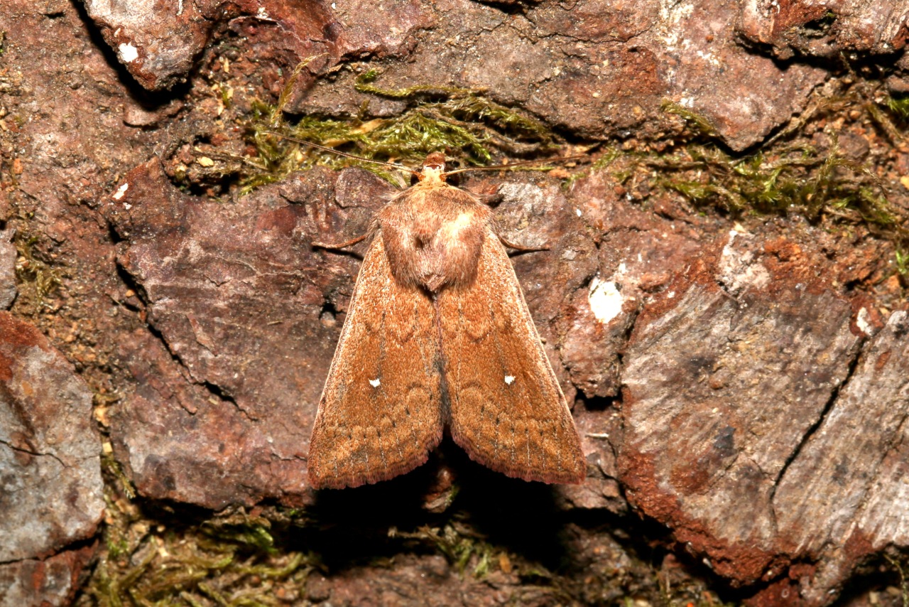 Mythimna albipuncta (Denis & Schiffermüller, 1775) - Point blanc