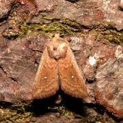 Mythimna albipuncta (Denis & Schiffermüller, 1775) - Point blanc