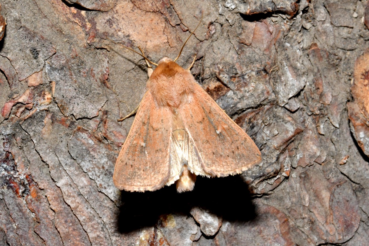 Mythimna ferrago (Fabricius, 1787) - Noctuelle lythargyrée