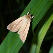 Mythimna impura (Hübner, 1808) - Leucanie souillée