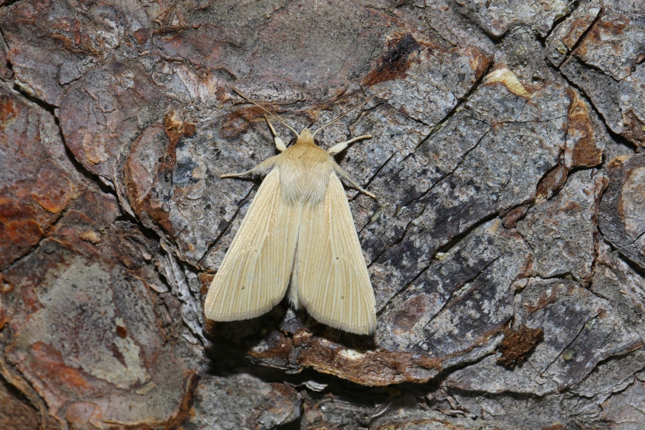 Mythimna pallens (Linnaeus, 1758) - Leucanie blafarde 