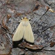 Mythimna pallens (Linnaeus, 1758) - Leucanie blafarde 